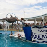 Gulfarium Marine Adventure Park