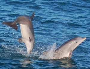 Olin Marler Charters - Dolphin cruises in Destin FL