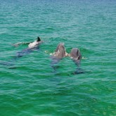 dolphin cruise Destin FL
