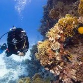 Scuba Diving in Destin Florida